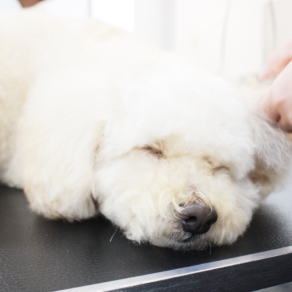 お客様の愛犬、うとうとシリーズ！
